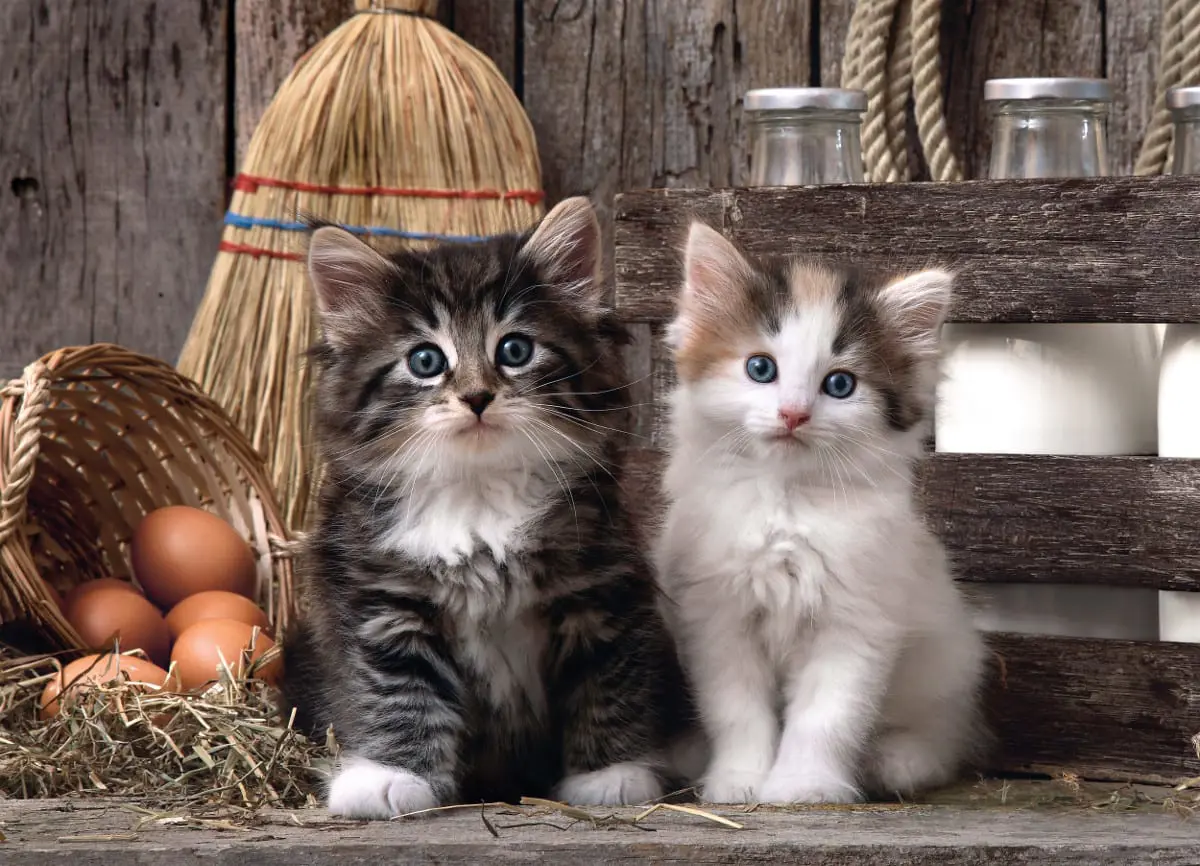 Puzzle Lovely kittens