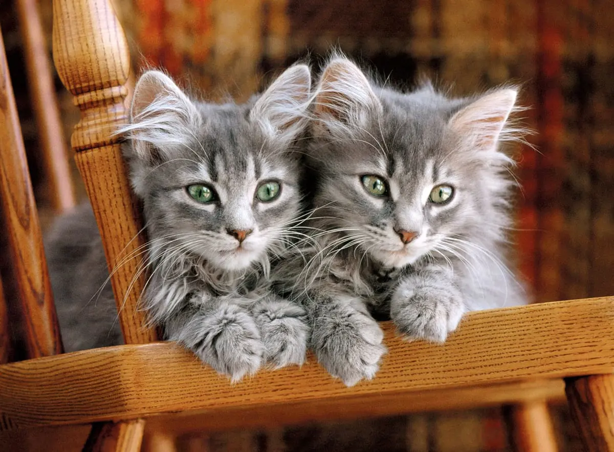 Puzzle Kittens II 2