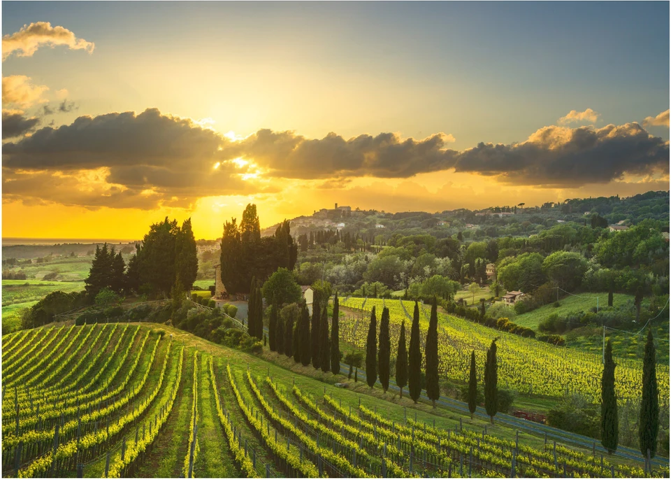 Puzzle Maremma vineyards XXL