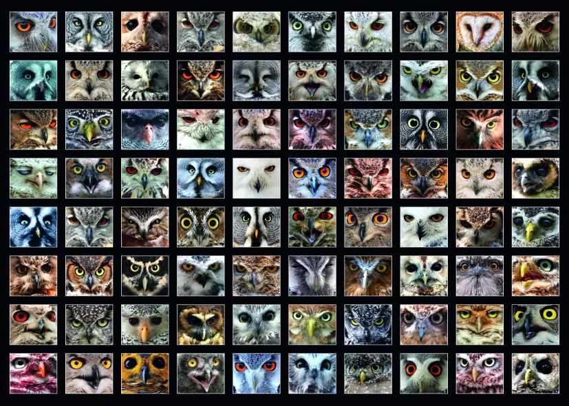 Puzzle Owls