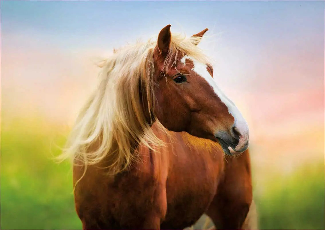 Puzzle Cheval au lever du soleil