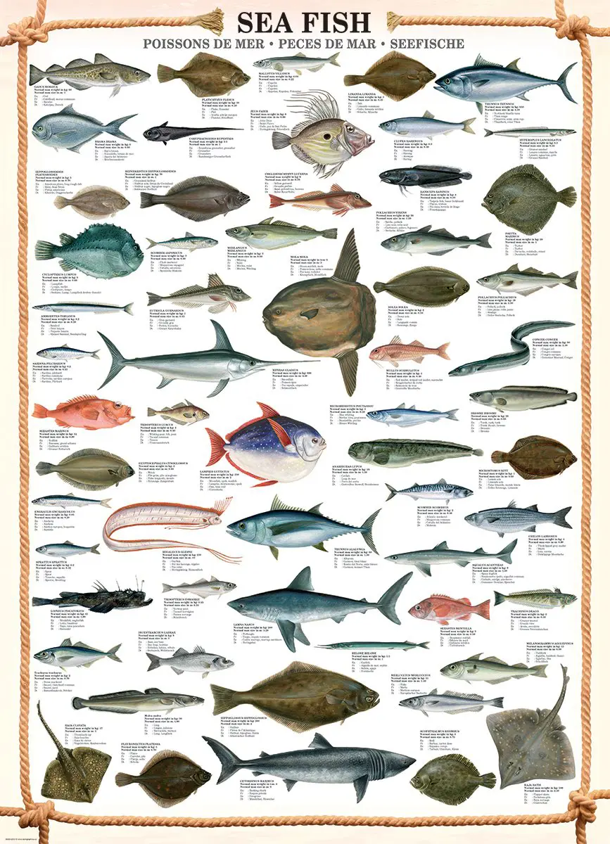 Puzzle Sea fish