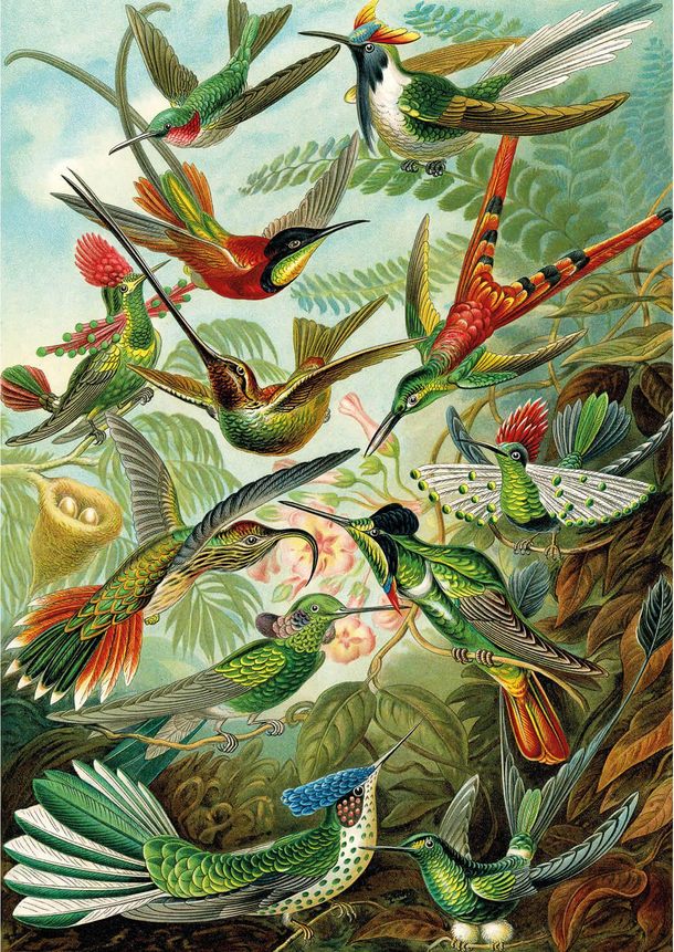 Puzzle Haeckel: Hummingbirds