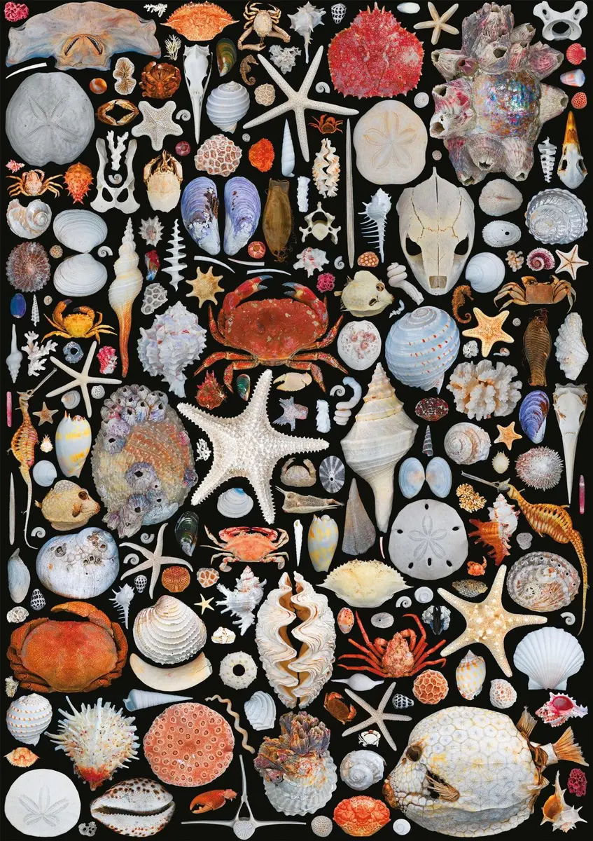 Puzzle Shells