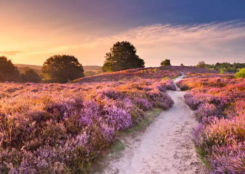 Puzzle Beautiful WalkWays: Pink Pathway, Netherlands