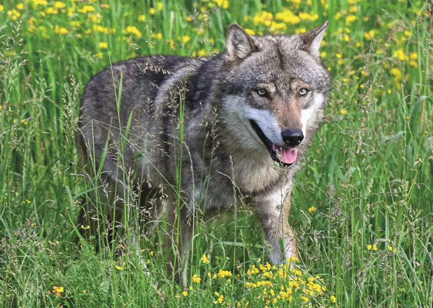 Puzzle Fearless wolf