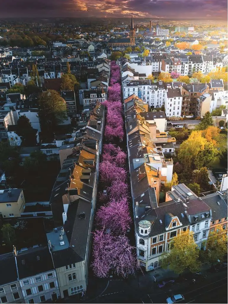 Puzzle Bonn en fleurs, Allemagne