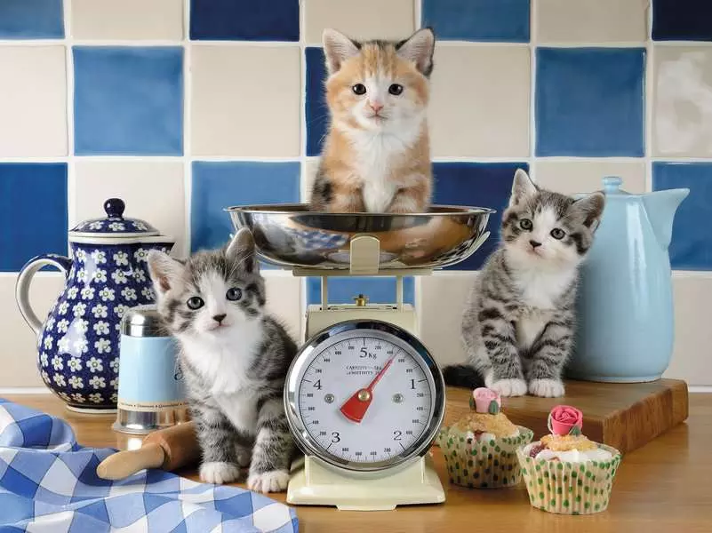 Puzzle Kittens in the Kitchen