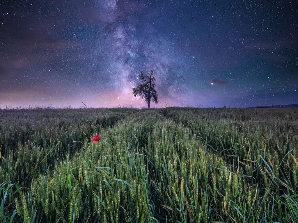 Puzzle Power of Nature: Night sky over a cornfield