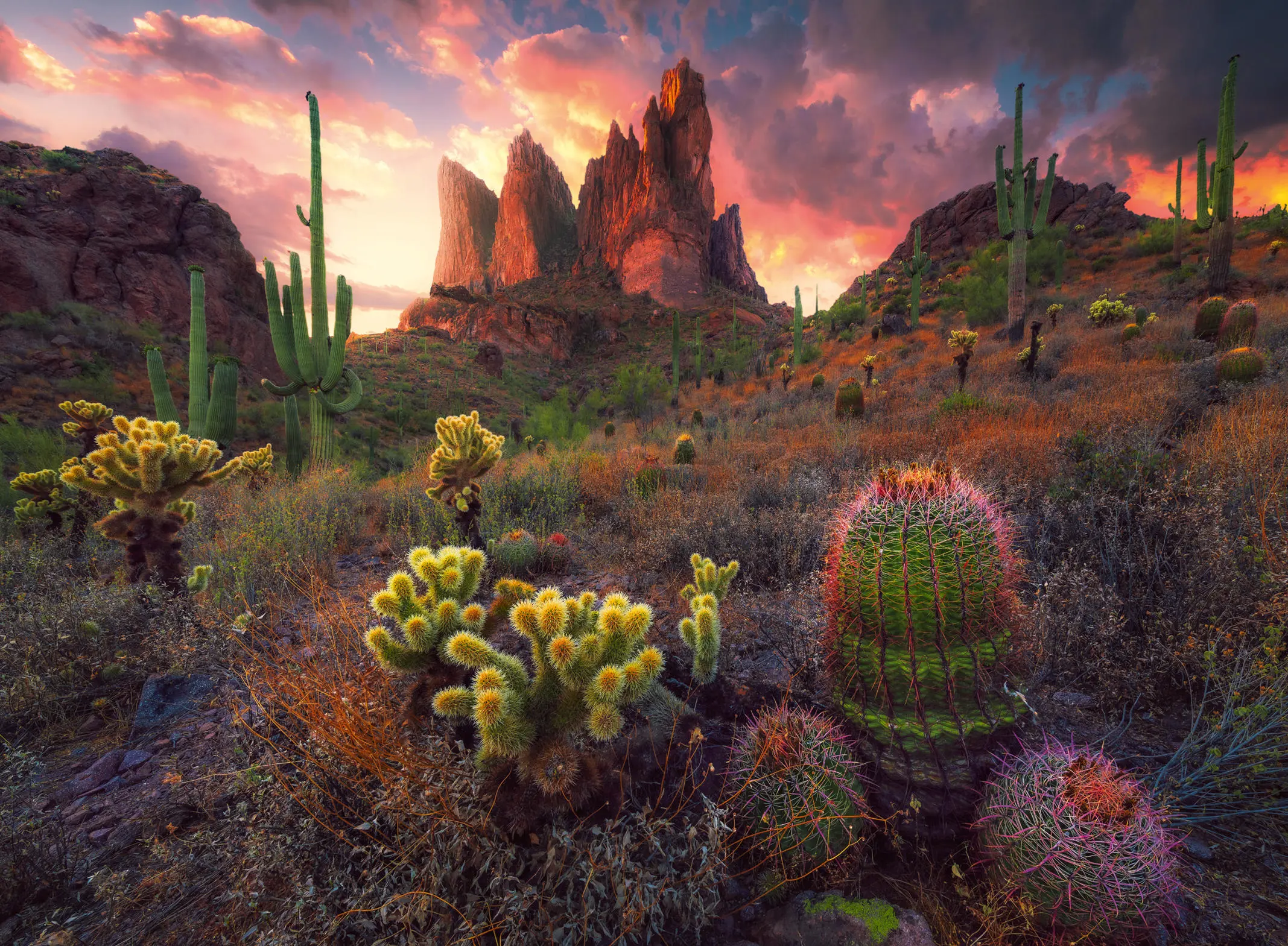 Puzzle Cactus au crépuscule
