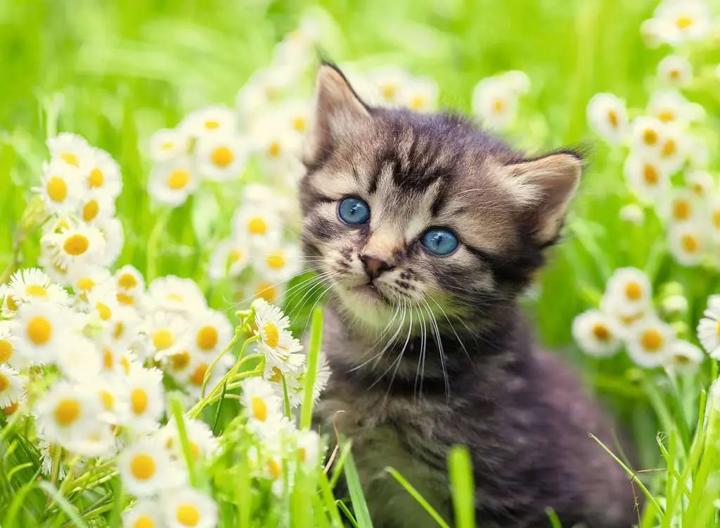 Puzzle Cat In The Garden