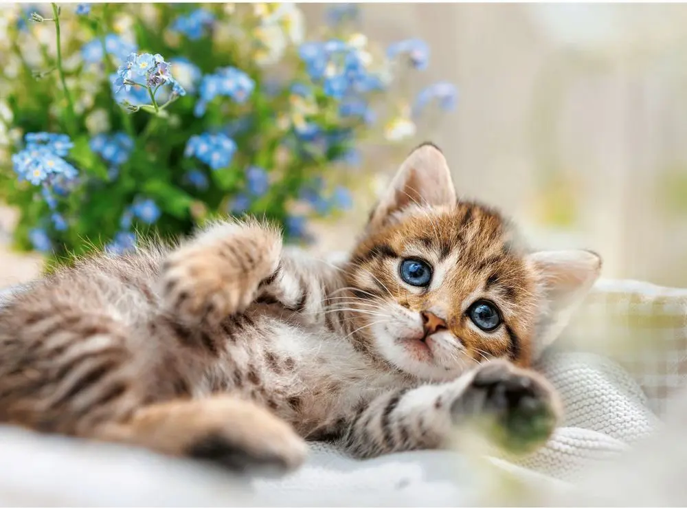Puzzle Cuddly kitten