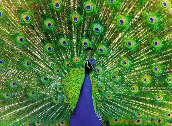Puzzle Peacock
