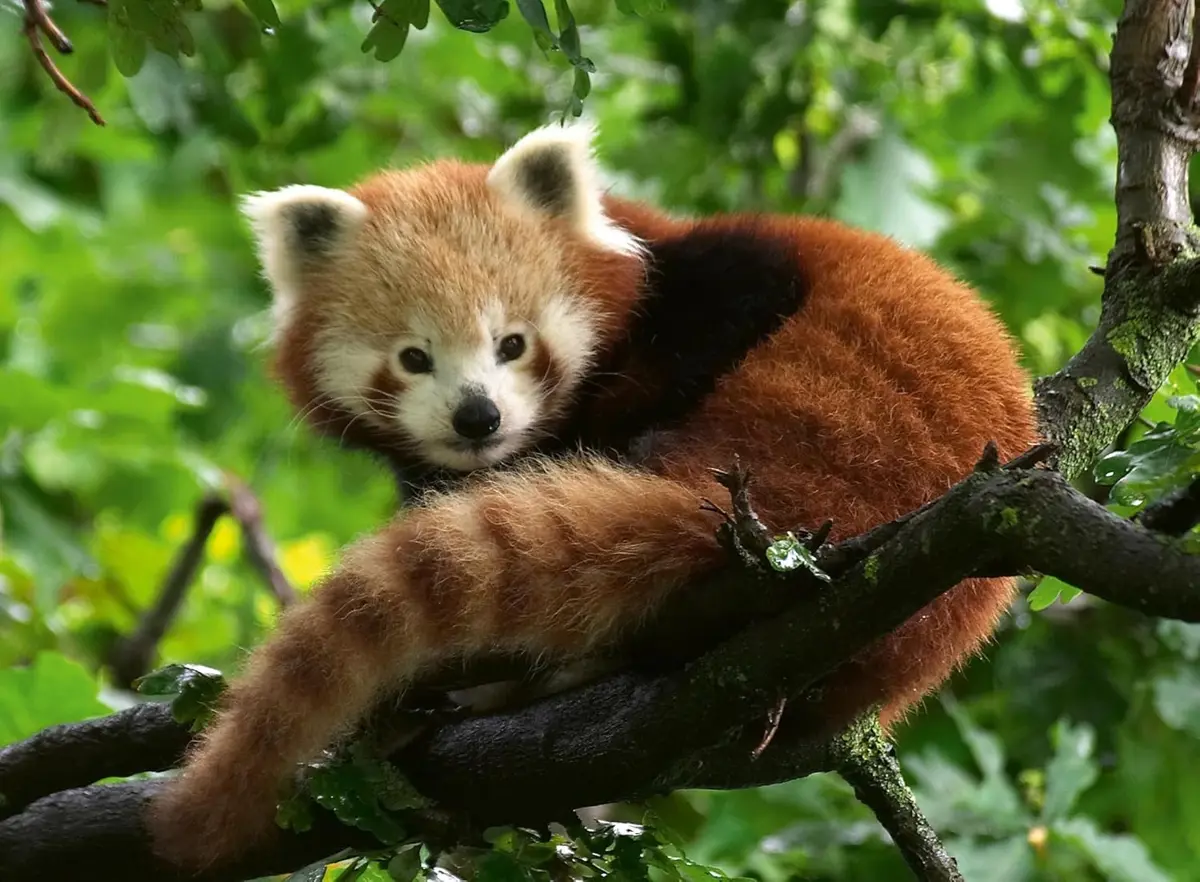 Puzzle Rode Panda