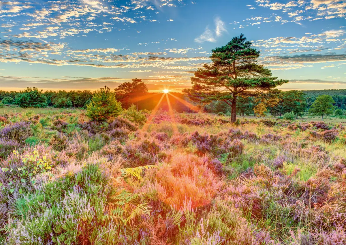 Puzzle Assaf Frank: Heath in the sunset