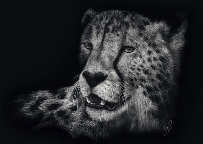 Puzzle Rader: Gepard
