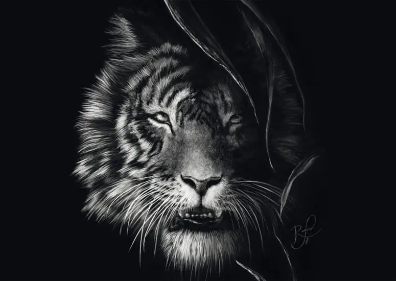 Puzzle Rader: Tiger