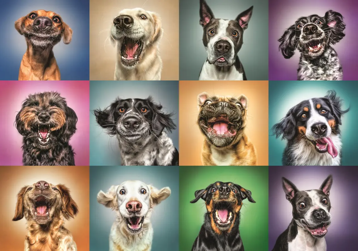 Puzzle Funny Dog Portraits
