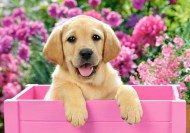Puzzle Cucciolo di Labrador in scatola rosa