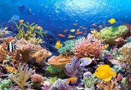 Puzzle Korall hal