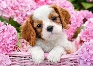 Puzzle Filhote de cachorro em flores rosa