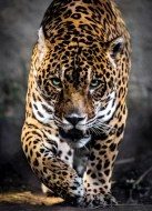 Puzzle „Jaguar“