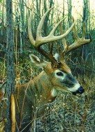 Puzzle Kemp: White-tailed deer / 51842 /