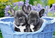 Puzzle French Bulldog Puppies