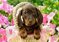 Puzzle Dachshund fofo
