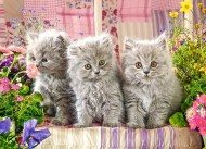 Puzzle Gray kittens