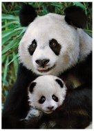 Puzzle Panda su kūdikiu