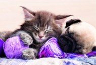 Puzzle Sleeping cat with dog