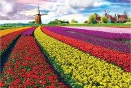 Puzzle Campos de tulipanes