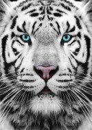 Puzzle tigre siberiana