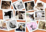 Puzzle Macskák képeinek kollázsa 