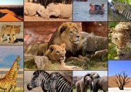 Puzzle Vadon élő állatok - Kollázs