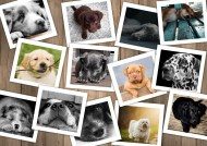 Puzzle Kutyák képeinek kollázsa 