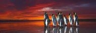Puzzle Patagonijos pingvinai