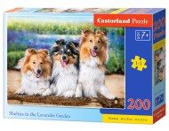 Puzzle Shelties in the Lavender Garden