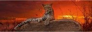 Puzzle Humboldtas: Leopardas saulei tekant