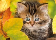 Puzzle Katze in Blättern