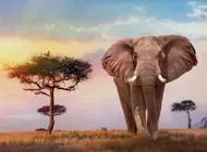 Puzzle Elefánt az Afrikai naplementében 