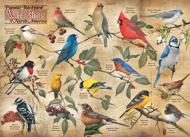 Puzzle Népszerű háztáji vadon élő madarak