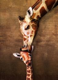 Puzzle Mor og baby giraf