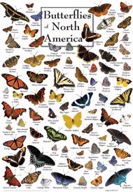 Puzzle Motýli Severní Ameriky