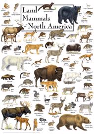 Puzzle Ziemeļamerikas sauszemes zīdītāji