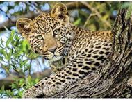 Puzzle Ochii leopardului