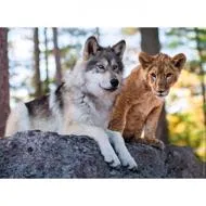 Puzzle Вълкът и лъвът