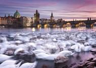 Puzzle Dzwonek: Praga: łabędzie