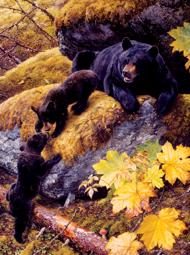 Puzzle Carl Benders: Medvék az őszi erdőben 